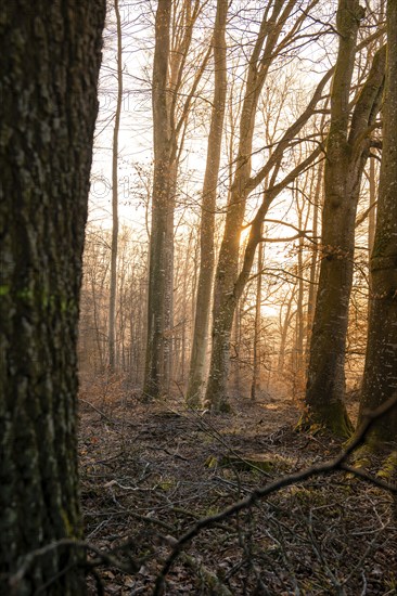 Sunlight breaks through tree trunks and bathes the forest in warm colours, Gechingen, Black Forest, Germany, Europe