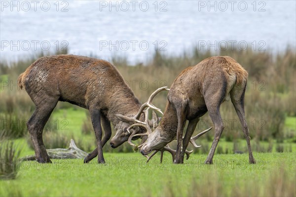 Two rutting red deer (Cervus elaphus) stags fighting by locking antlers during fierce mating battle in grassland during the rut in autumn
