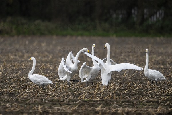 Whooper swans (Cygnus cygnus), Emsland, Lower Saxony, Germany, Europe