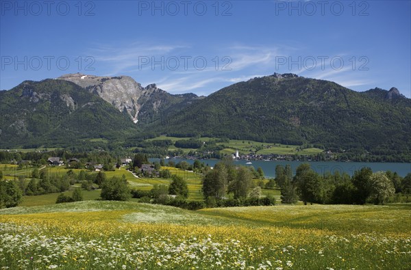 Flower meadow with view to Sankt Wolfgang am Wolfgangsee and Schafberg, Osterhorngruppe, Salzkammergut, Land Salzburg, Austria, Europe