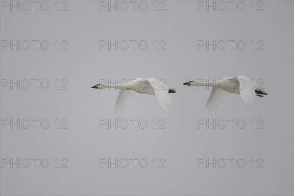 Whooper swans (Cygnus cygnus), Emsland, Lower Saxony, Germany, Europe