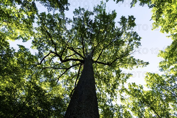 Forest of Troncais. Stebbing II remarkable oak tree, 36m high, 5m90 in circumference, about 390 years old. Allier department. Auvergne Rhone Alpes. France