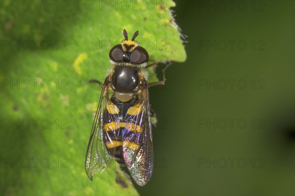 Small hoverfly (Syrphus vitripennis) female on a leaf, Baden-Württemberg, Germany, Europe