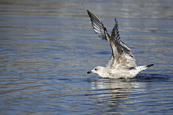 Yellow-legged gull (Larus michahellis), juvenile landing on the water, Switzerland, Europe