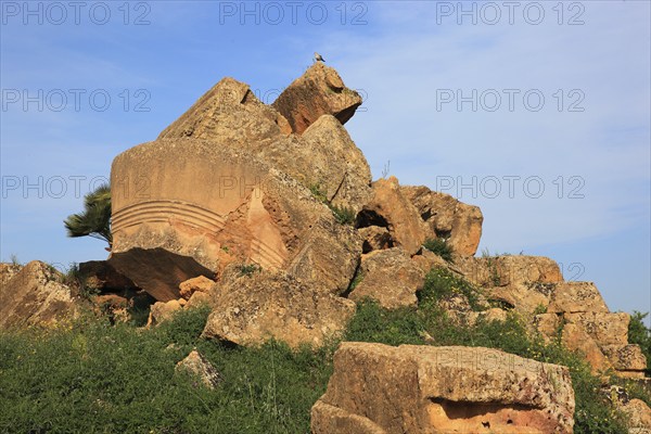 In the Parco Valle dei Templi di Agrigento, Unesco World Heritage Site, remains of the ancient city of Akragas in the Valley of the Temples of Agrigento, remains of the Temple of Zeus Olimpio or Olympeion, Sicily, Italy, Europe