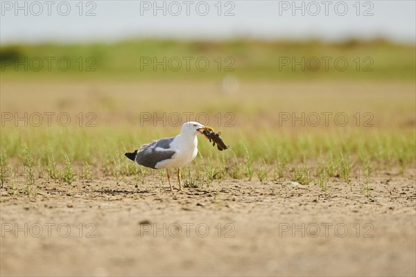 Yellow-legged gull (Larus michahellis) wildlife, standing on the ground with a hunted fish, France, Europe
