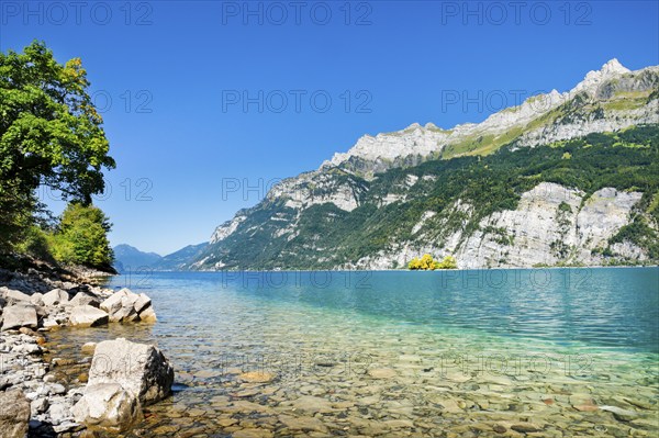 View from the shore of Lake Walen of the small chive island in the middle of the turquoise water at the foot of the Churfirsten and with the mountain range Schären and Leistchamm in the background, Canton St. Gallen, Switzerland, Europe