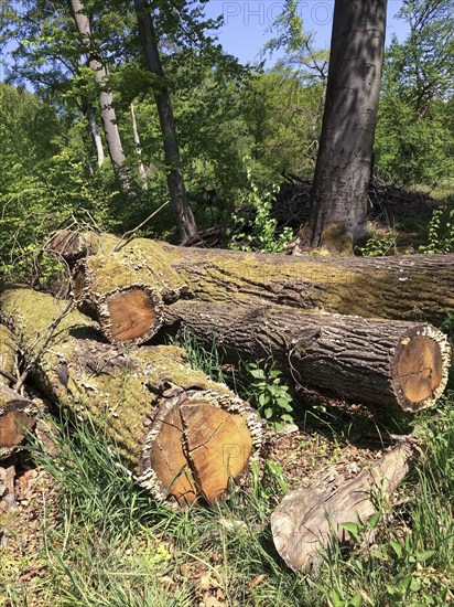 Old-growth deadwood overgrown with moss felled tree trunks lying in mixed forest, North Rhine-Westphalia, Germany, Europe