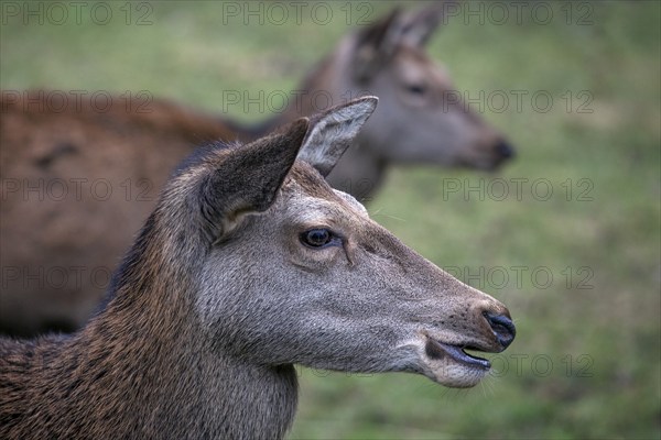 Red deer (Cervus elaphus), captive, Bad Mergentheim Wildlife Park, Baden-Württemberg, Germany, Europe