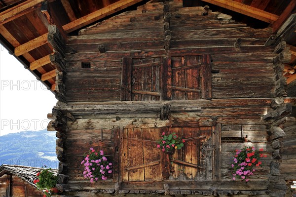 Traditional wooden granary decorated with geraniums in the alpine village of Grimentz, Valais, Swiss Alps, Switzerland, Europe