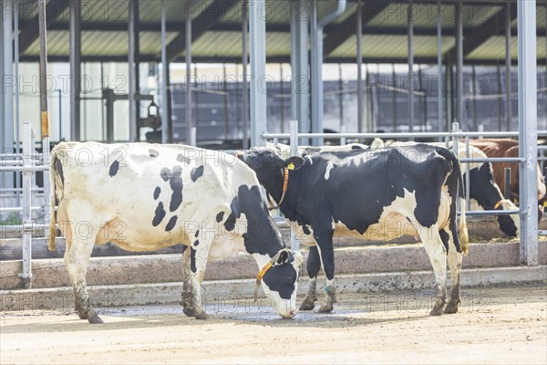 Federal Minister of Food and Agriculture, Cem Özdemir, visits Großdrebnitzer Agrarbetriebsges. mbH together with Saxony's Minister of Agriculture, Wolfram Günther