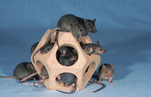 Mice