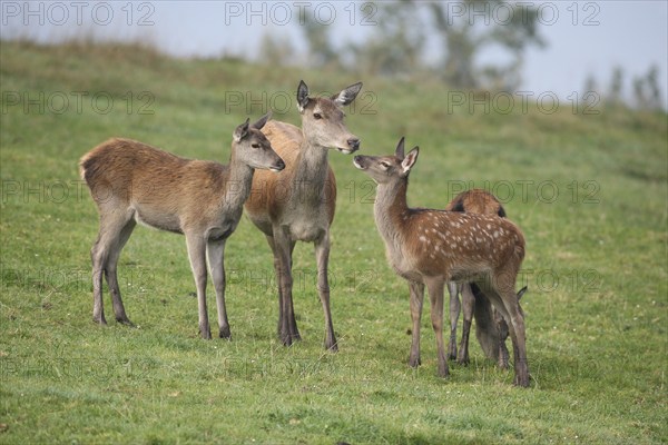 Red deer (Cervus elaphus) adult (centre) with last year's calf (left) and this year's calf in a mountain meadow during the rut, Allgäu, Bavaria, Germany, Europe