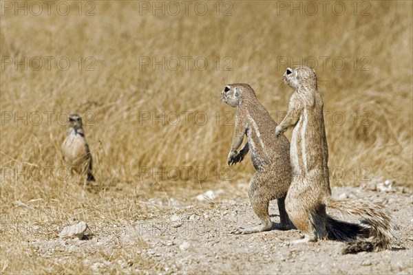 Curious Cape Ground Squirrels (Xerus Inauris) looking at bird, Etosha National Park, Namibia, Africa