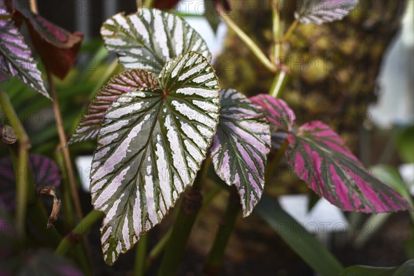 Tropical Begonia Brevirimosa house plant with pink variegation that occurs naturally and green stripes