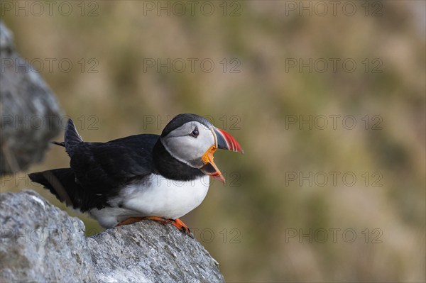 Puffin (Fratercula arctica), sits on rock, calling, Norway, Europe