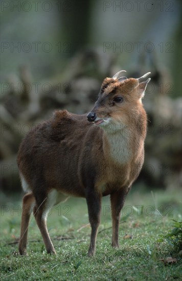 Chinese Muntjak, male (Muntiacus muntjak reevesi)