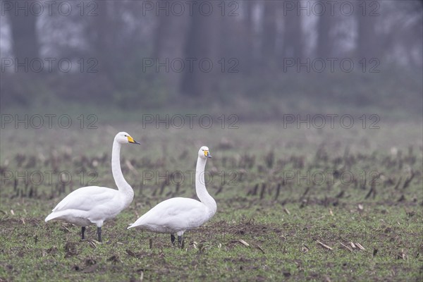 Whooper swans (Cygnus cygnus), Emsland, Lower Saxony, Germany, Europe