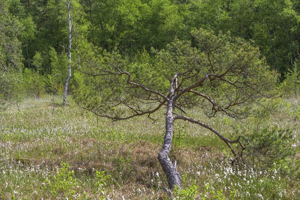 Pine in the Prügelsteger Moor, Heidenreichstein, Lower Austria, Austria, Europe