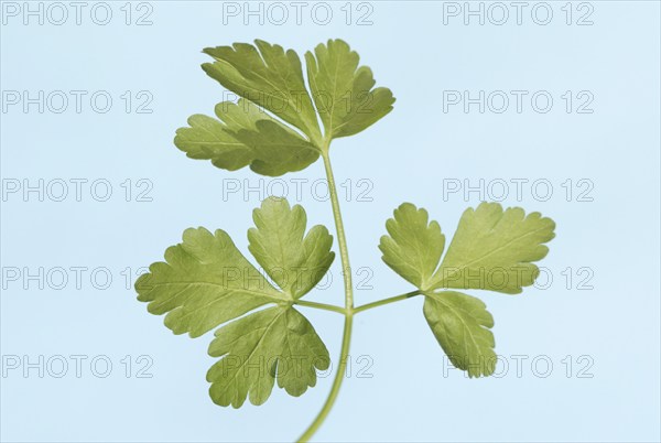 Parsley (umbelliferae) (Petroselinum crispum) leaves, parsley, leaves, spice plants, pot herbs, medicinal herbs, leaf, landscape format, horizontal