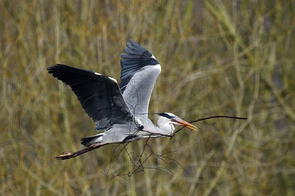 Grey heron (Ardea cinerea), bringing nesting material to the nest, Essen, Ruhr area, North Rhine-Westphalia, Germany, Europe