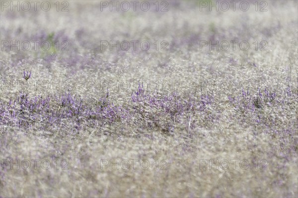 Heathland, Oberoher Heide, flowering common heather (Calluna Vulgaris) and true grasses (Poaceae), Südheide nature park Park, Lüneburg Heath, Lower Saxony, Germany, Europe