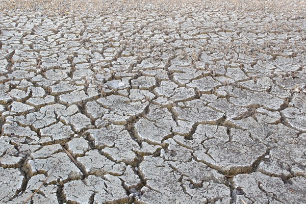 Heavily desiccated soil, Lake Neusiedl, Illmitz, Lake Neusiedl-Seewinkel National Park, Burgenland