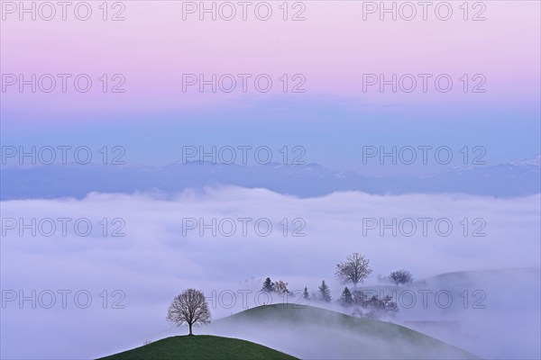 Trees in drumlin landscape shrouded in fog, in the light of the blue hour, Hirzel, Canton Zurich, Switzerland, Europe