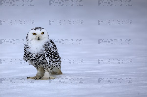 Snowy owl (Nyctea scandiaca), snowy owl, adult, alert, in the snow, foraging, in winter, Bohemian Forest, Czech Republic, Europe