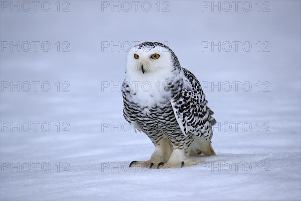 Snowy owl (Nyctea scandiaca), snowy owl, adult, alert, in the snow, foraging, in winter, Bohemian Forest, Czech Republic, Europe