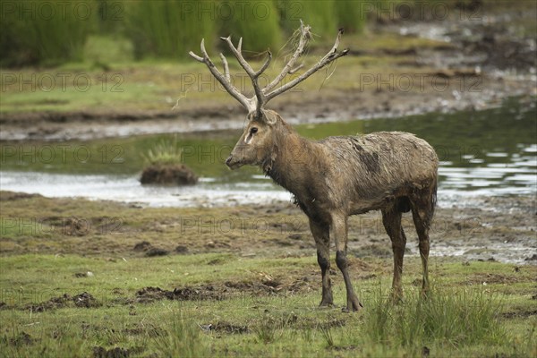 Père david's deer (Elaphurus davidianus) standing on the shore of a lake, captive, southern Sweden, Sweden, Europe