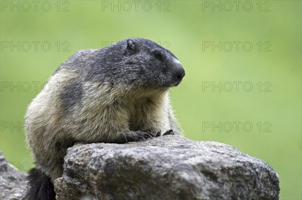 Alpine marmot (Marmota marmota) sitting on rock, Gran Paradiso National Park, Italian Alps, Italy, Europe