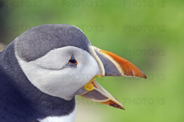 Puffin head with open beak, Hornøya, Vardö. Finnmark, Norway, Europe