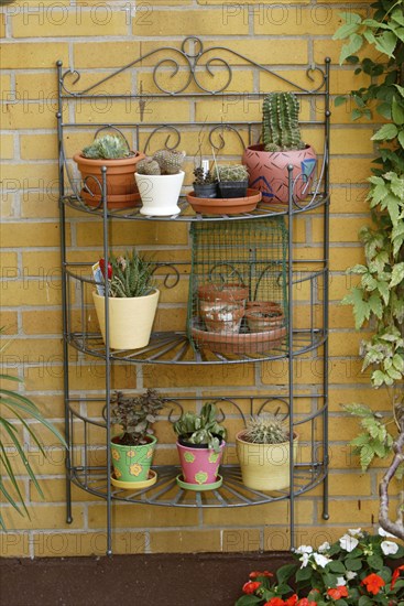 Cacti in flower pots on shelf in summer