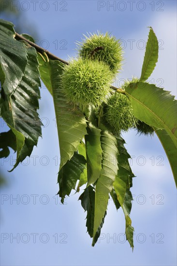 Chestnut (Castanea sativa), chestnut with leaves and nut-bearing shells