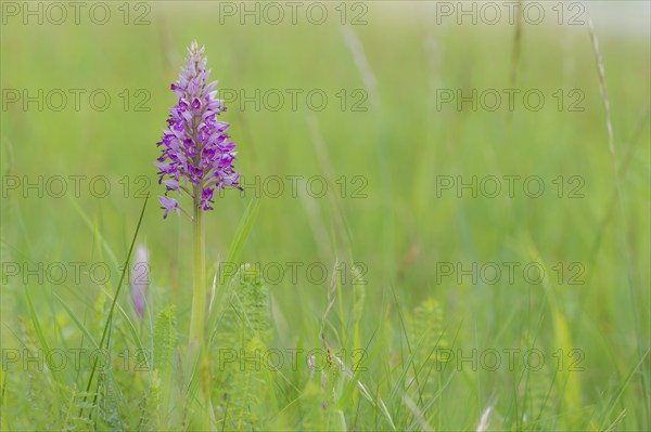 Military orchid (Orchis militaris), Burgenland, Austria, Europe