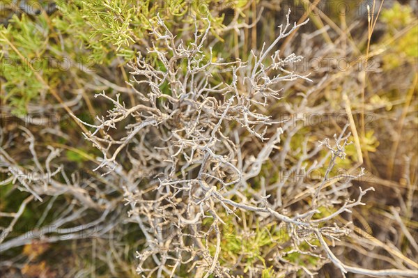 Rosemary (Salvia rosmarinus), try, at Mount "La Talaia del Montmell" at evening, Catalonia, Spain, Europe