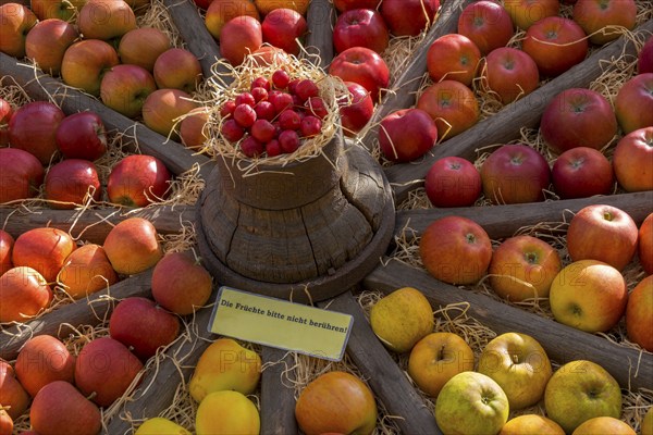 Presentation of different apple varieties in an old wagon wheel, Münsterland, North Rhine-Westphalia, Germany, Europe