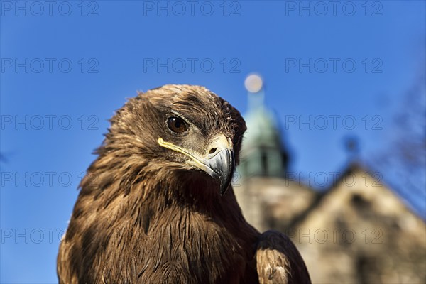Steppe eagle (Aquila nipalensis) of Horus Falconry, portrait, medieval market Mystica Hamelon, view from below, Hamelin, Lower Saxony, Germany, Europe