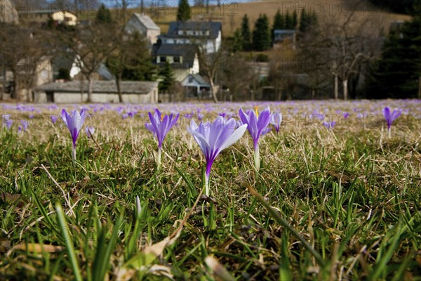 Crocus meadows in Drebach