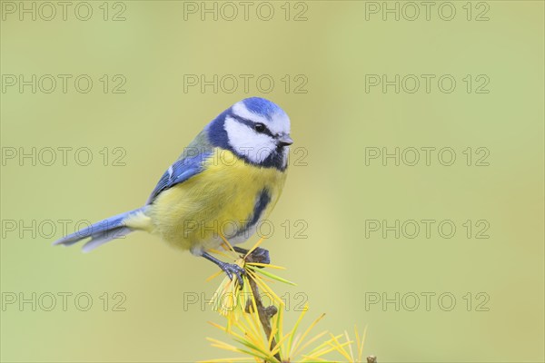 Blue tit (Cyanistes caeruleus) wildlife, sitting on larch branch in autumn, animals, birds, Siegerland, North Rhine-Westphalia, Germany, Europe
