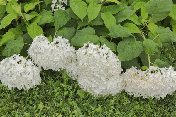 Hills of Snow (Hydrangea arborescens) shrub flowerheads hanging downward from the weight of accumulated raindrops, Quebec, Canada, North America