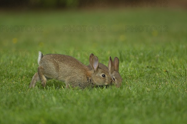 Rabbit (Oryctolagus cuniculus) two juvenile baby animals on a garden lawn, Norfolk, England, United Kingdom, Europe