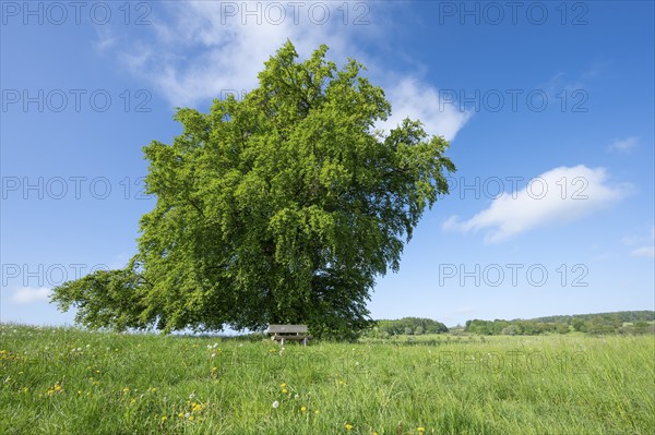 Common beech (Fagus sylvatica), solitary tree standing in a meadow, blue sky, Thuringia, Germany, Europe