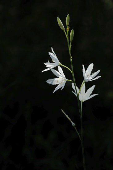 Branched grass lily (Anthericum ramosum) in the backlight and black background, cut out, Grainberg-Kalbenstein, Karlstadt drylands, Karlstadt, Main, Lower Franconia, Franconia, Bavaria, Germany, Europe