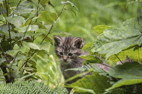 Hidden young European wildcat (Felis silvestris silvestris), wild cat kitten looking through leaves of underbrush vegetation in forest