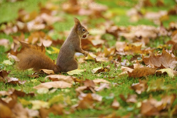 Eurasian squirrel (Sciurus vulgaris), standing in grass with autumn leaves and a nut in its mouth, Baden-Württemberg, Germany, Europe