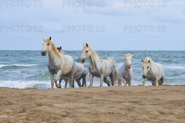 Group of white Camargue horses running along the sandy beach, the sea in the background under a clear sky, Camargue, France, Europe
