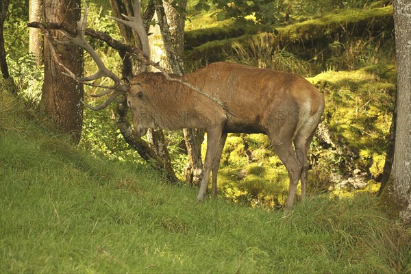 Red deer (Cervus elaphus) stag working on a branch lying on the ground during the rut, Allgäu, Bavaria, Germany, Allgäu, Bavaria, Germany, Europe