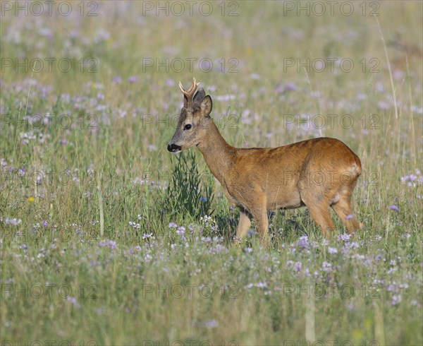 Roe deer (Capreolus capreolus), roebuck standing in a meadow with clover (Trifolium), wildlife, Thuringia, Germany, Europe
